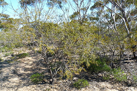 Acacia ancistrophylla var. lissophylla p DEM8060 Pinkawillinee CP